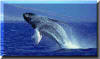 maui deals and maui prices